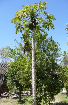 Pawpaw Tree in Courtyard of Leather Shop