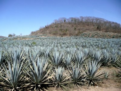 Blue Agave Field