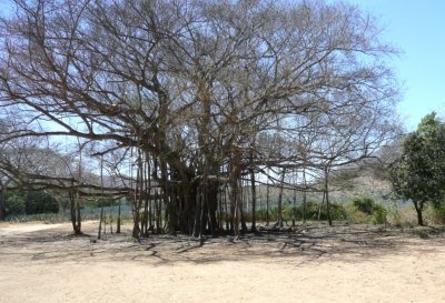 Banyan Tree