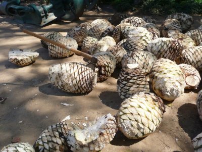 Agave 'Pineapples' to Make Tequila