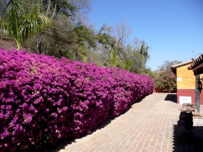 Hedge at Los Osuna