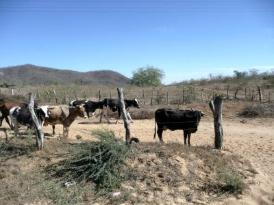 Stopped for Cattle Crossing the Road