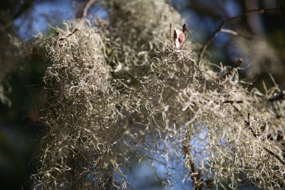 Spanish moss