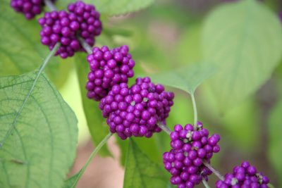 Unusual berry plant at SurfWatch