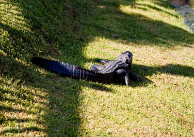 Seven foot gator sunning himself