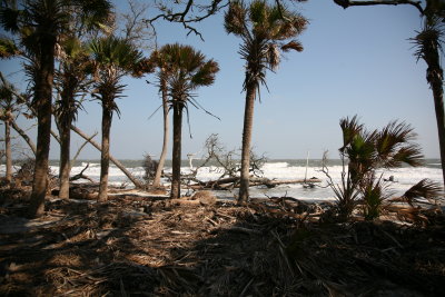 Wild beach path