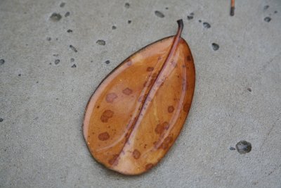 Leaf close up