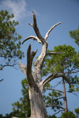 Eerie looking dead tree in the marsh