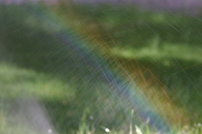 Rainbow in the sprinklers at the Yosemite Lodge