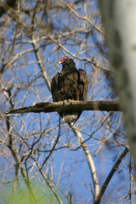 Turkey vulture in the parking lot tree