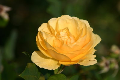 A yellow rose in the Vondelpark gardens