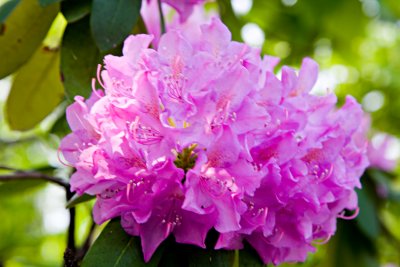 Rhodo