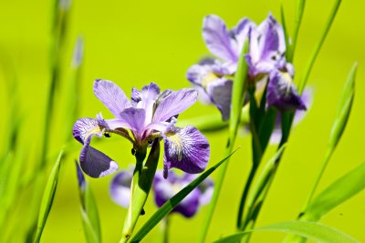 Iris at the frog pond