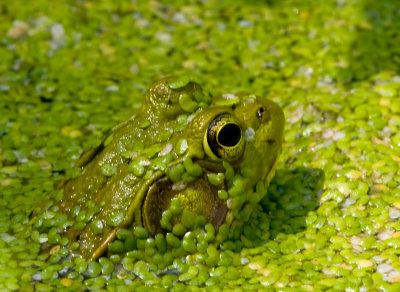 Frog pond critter