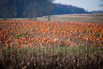 Pumpkin patch in Bucks County