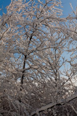 January snowfall....again.