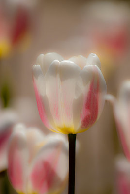 g1/60/665460/3/113349042.y1rDKKVc.jpg