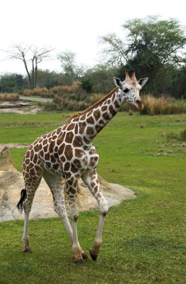 Animal Kingdom