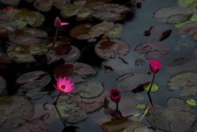 DSC_9399.jpg