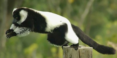 Lemur Pano.jpg