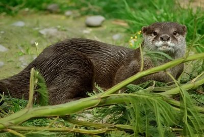 Otter alert.jpg