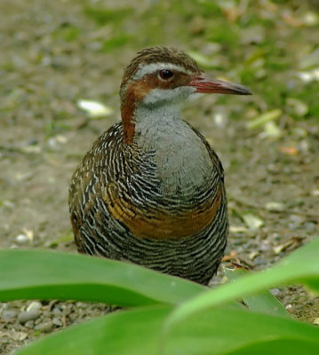 Banded Rail.jpg