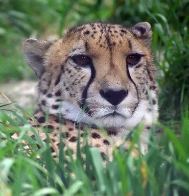 Noble cat Cheetah @ Orana Park 2008.