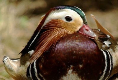 Mandarin Duck.jpg