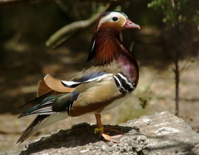 Mandarin Duck 2.jpg
