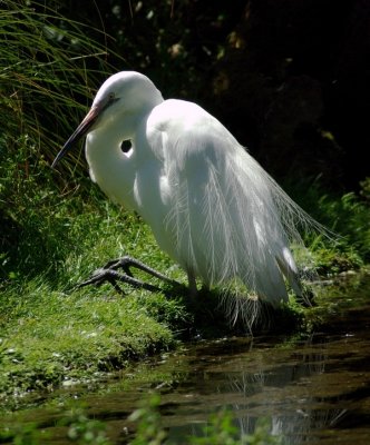 Great Egret.jpg