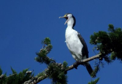 Pied Shag.jpg