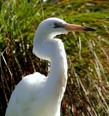 Egret profile.jpg