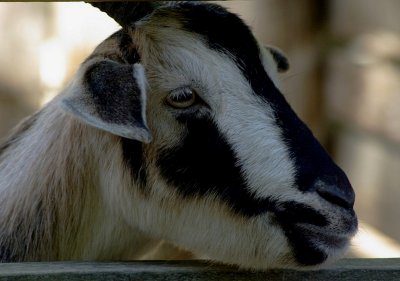 Arapawa Island Goat.jpg