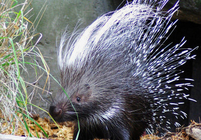Young Crested Porcupine.jpg