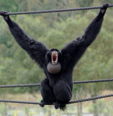 Siamang 2.jpg