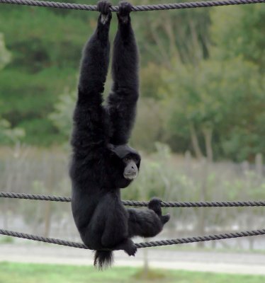 Siamang 3.jpg