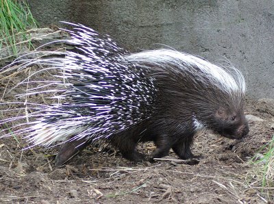 Porcupine 2.jpg