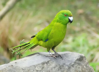 Antipodes Island Parakeet 2.jpg