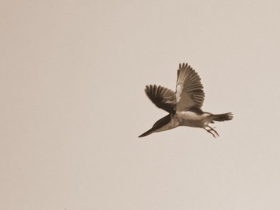 Kingfisher 2009 in sepia.jpg