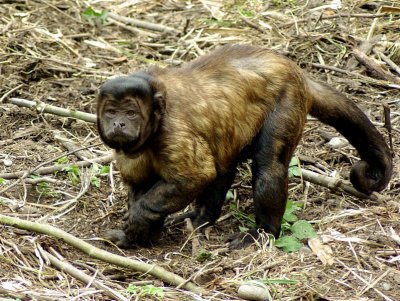 Capuchin Monkey.jpg