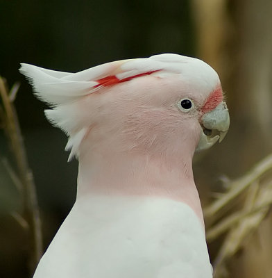 Pink Cockatoo.jpg