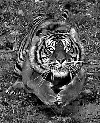 Tiger 2.jpg