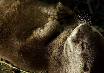 Otter stone game.jpg