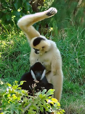 White Cheeked Gibbons @ Wellington Zoo.