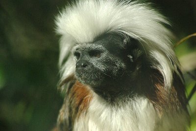 Cotton topped Tamarin.jpg