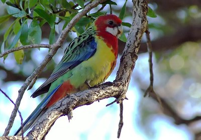 Eastern Rosella @ Wellington.