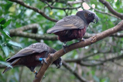 2  Kakas @ Karori.