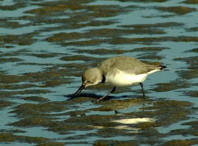 Wrybill feeding.jpg