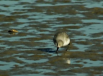 Wrybill feeding 2