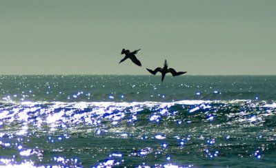 Fishing gannets.jpg